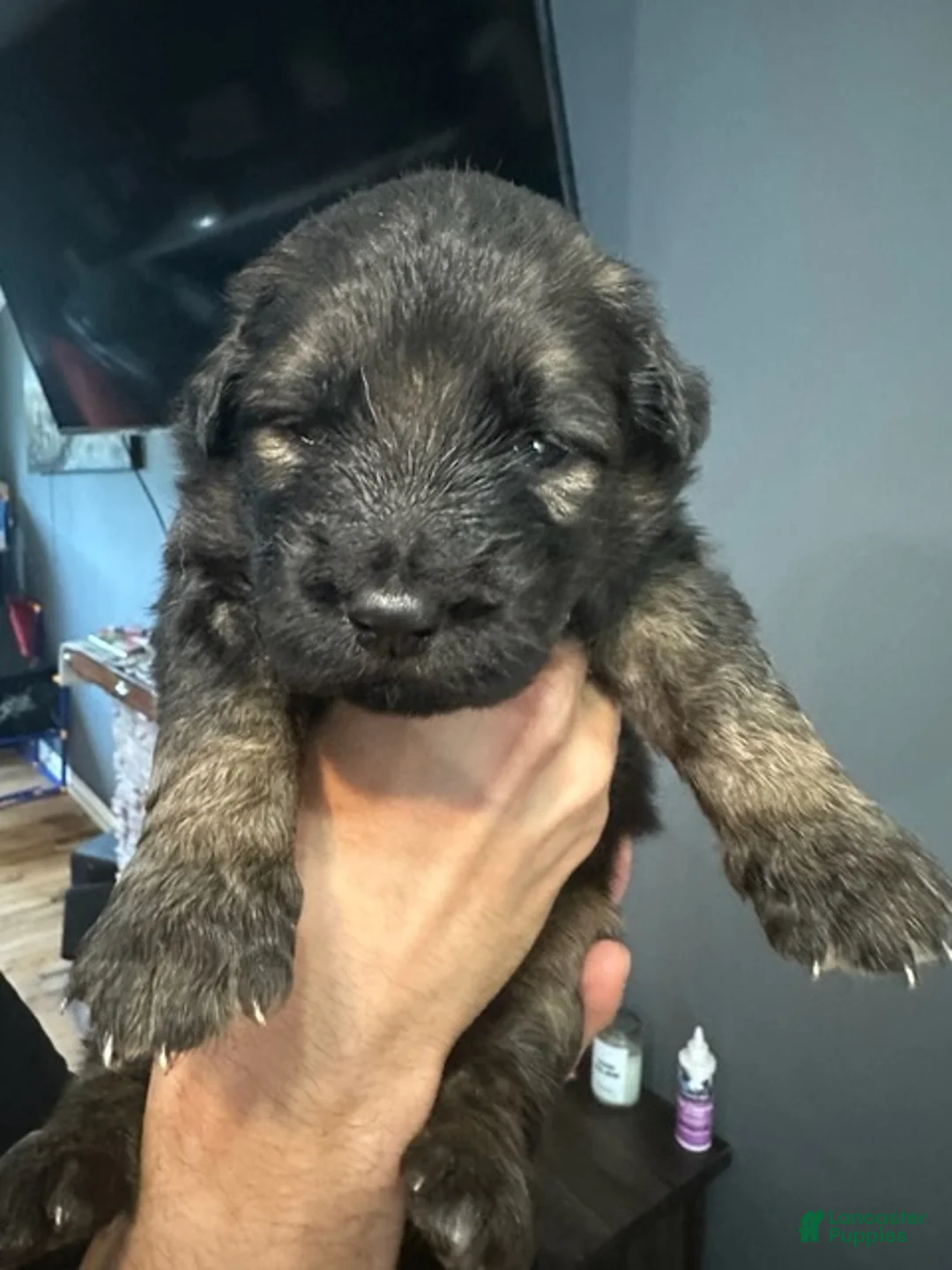 Golden Shepherd dogs for sale: Girl 1 - Ad 1
