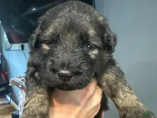 Golden Shepherd dogs Girl 1 - Ad 8