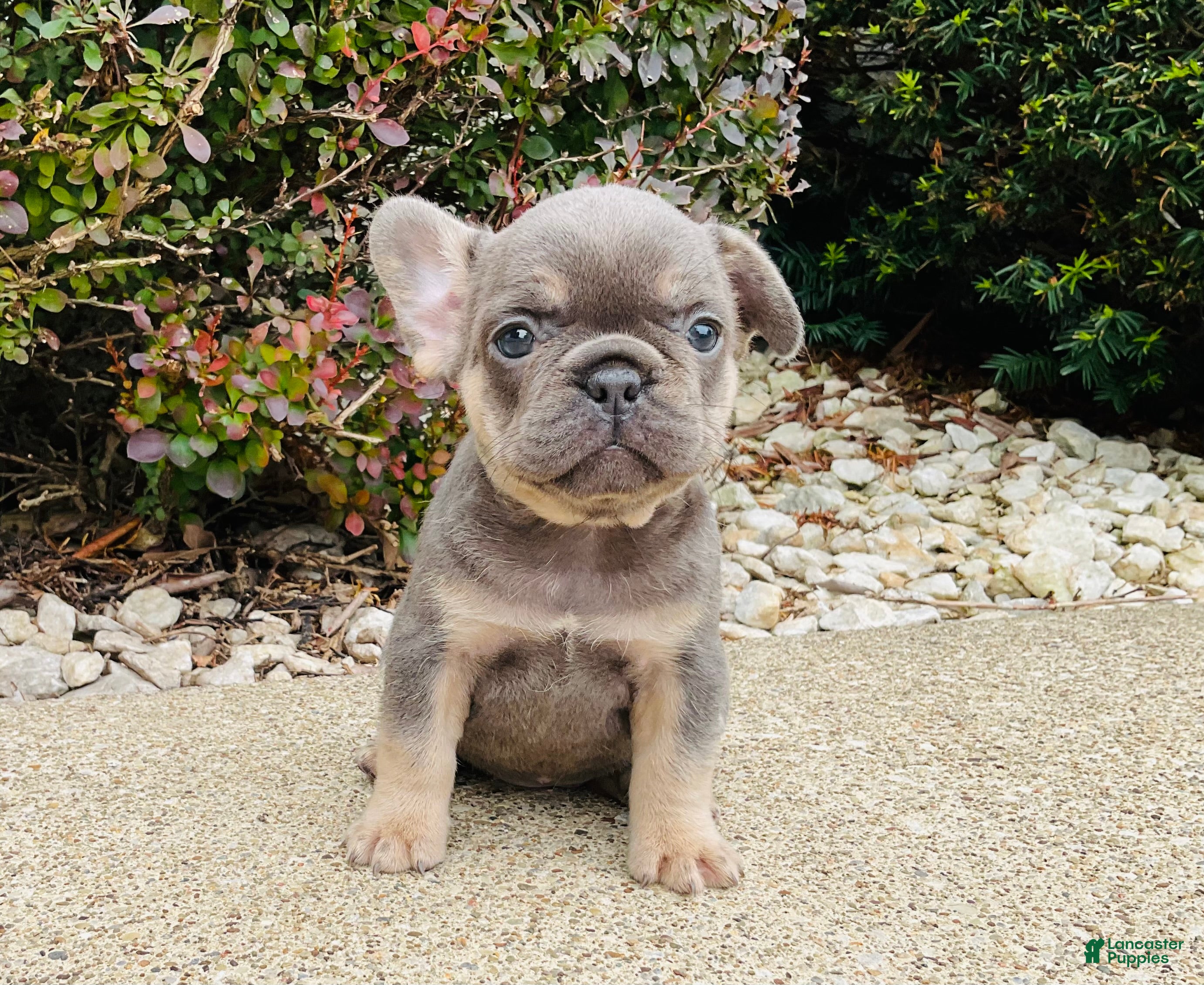 French Bulldog dogs for sale: Lacey - Ad 2