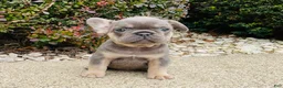 French Bulldog dogs for sale: Lacey - Ad 1