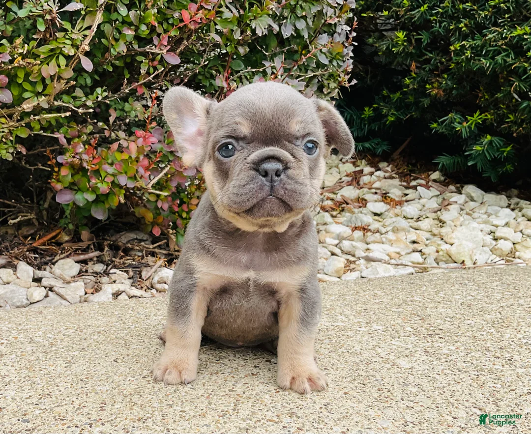 French Bulldog dogs for sale: Lacey - Ad 1