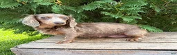 Miniature Dachshund dogs for sale: Calihan - Ad 4
