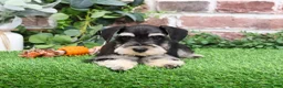 Miniature Schnauzer dogs for sale: Azriel - Ad 9