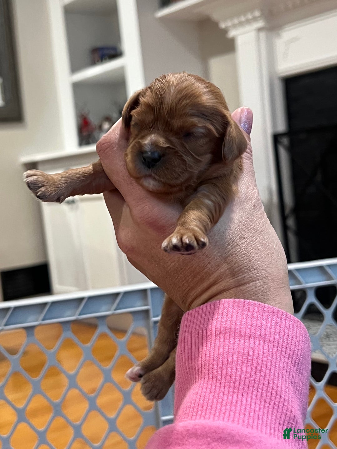 Cavalier King Charles Spaniel dogs for sale: Girl 1  - Ad 1
