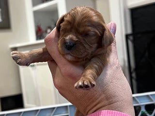 Cavalier King Charles Spaniel dogs Girl 1 - Ad 14