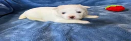 Pomsky dogs for sale: Ophelia - Ad 3