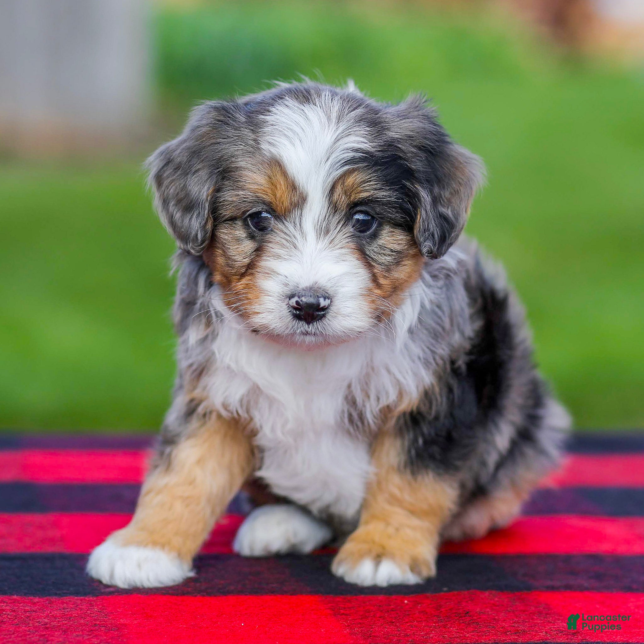 Mini Aussiedoodle dogs for sale: Baxter - Ad 3