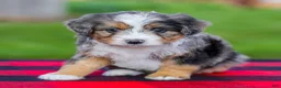 Mini Aussiedoodle dogs for sale: Baxter - Ad 1