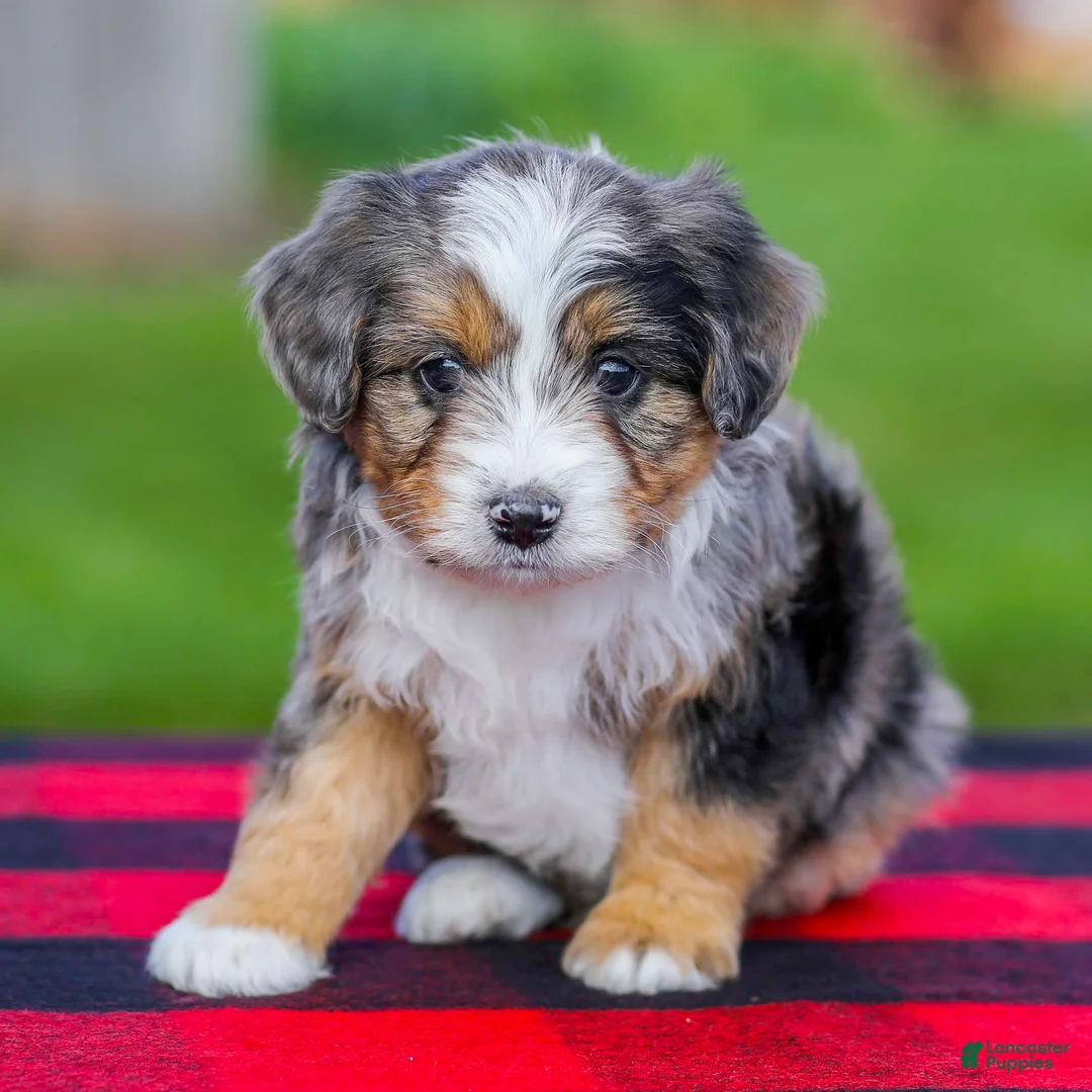 Mini Aussiedoodle dogs for sale: Baxter - Ad 1