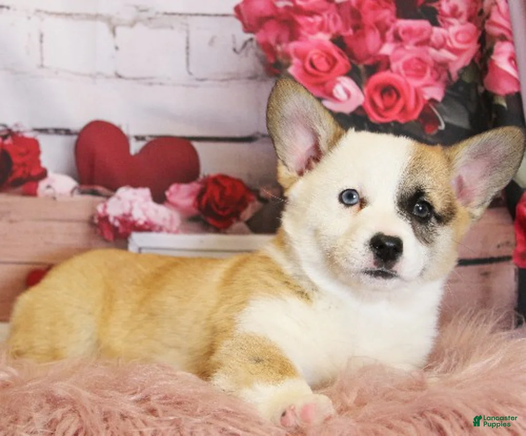 Welsh Corgi Pembroke dogs for sale: Elsa Genetically CLEAR - Ad 3