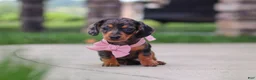 Miniature Dachshund dogs for sale: Agnes - Ad 9