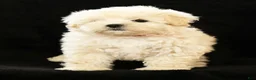 Maltipoo dogs for sale: Bella - Ad 6