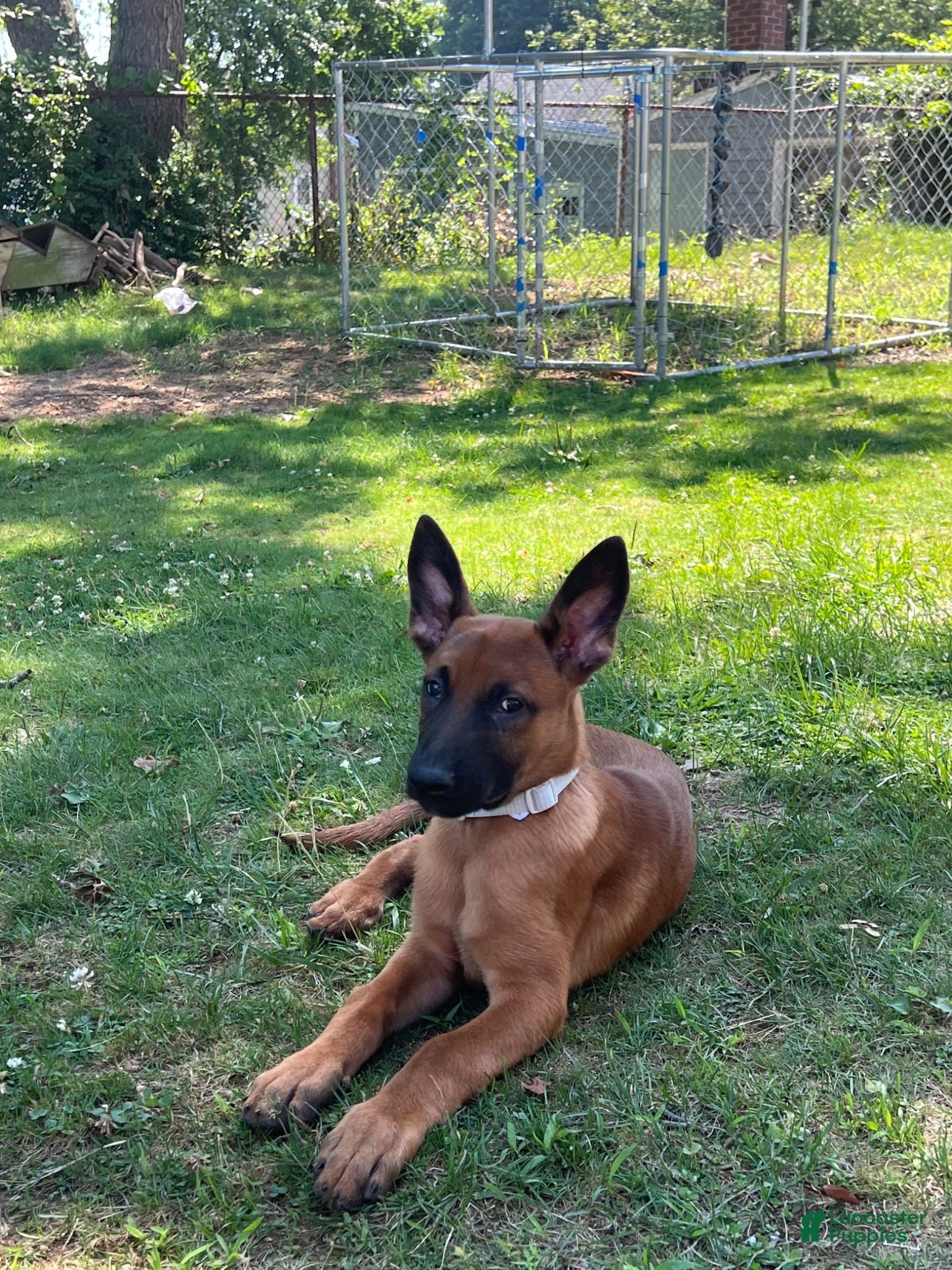 Belgian Malinois dogs Belgian Malinois 3 - Ad 10