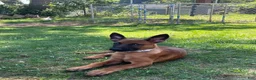 Belgian Malinois dogs for sale: Belgian Malinois 3 - Ad 1
