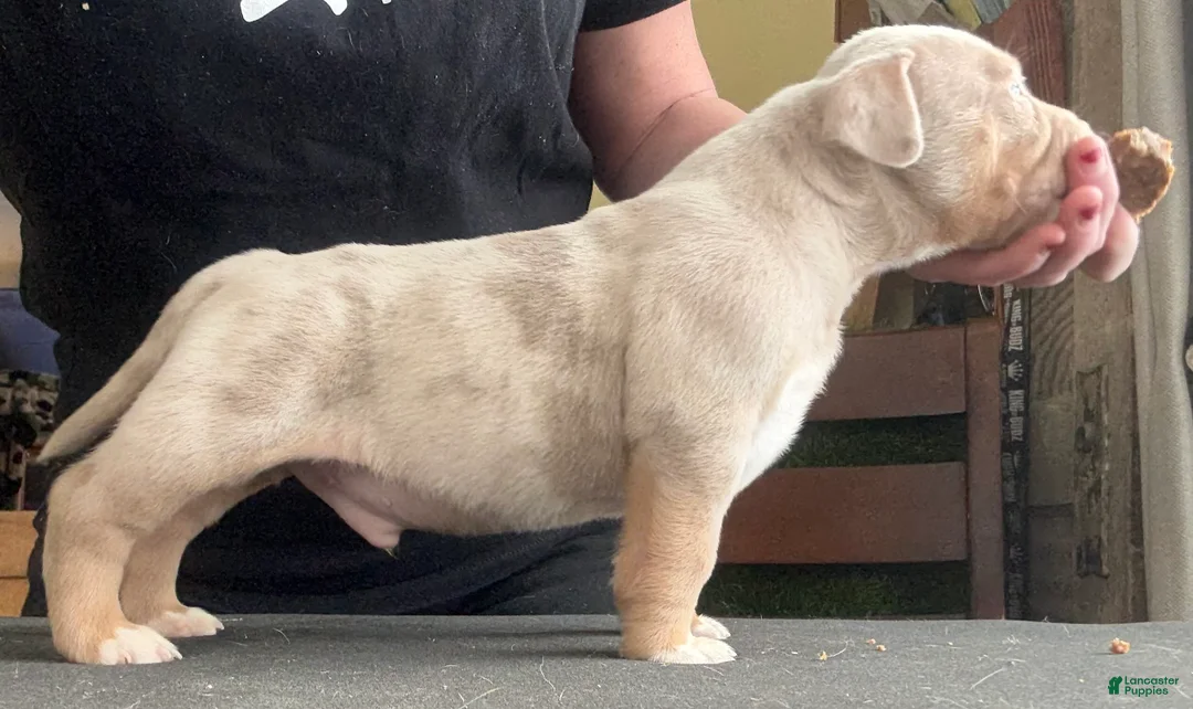 American Bully dogs for sale: Lilac Tri Merle Male  - Ad 4