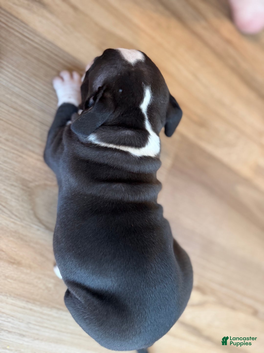 American Bully dogs for sale: Gigi - Ad 12