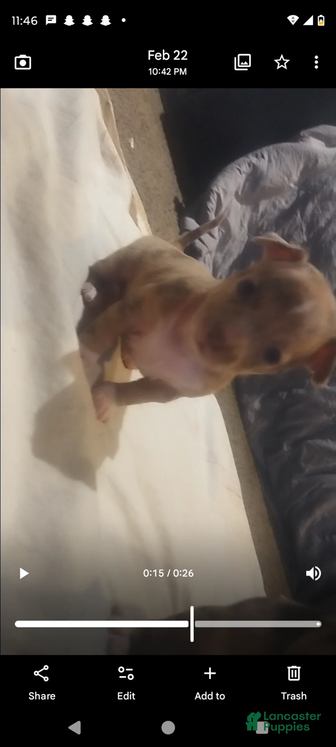 Chiweenie dogs for sale: Chiweenie Puppy 2 - Ad 10