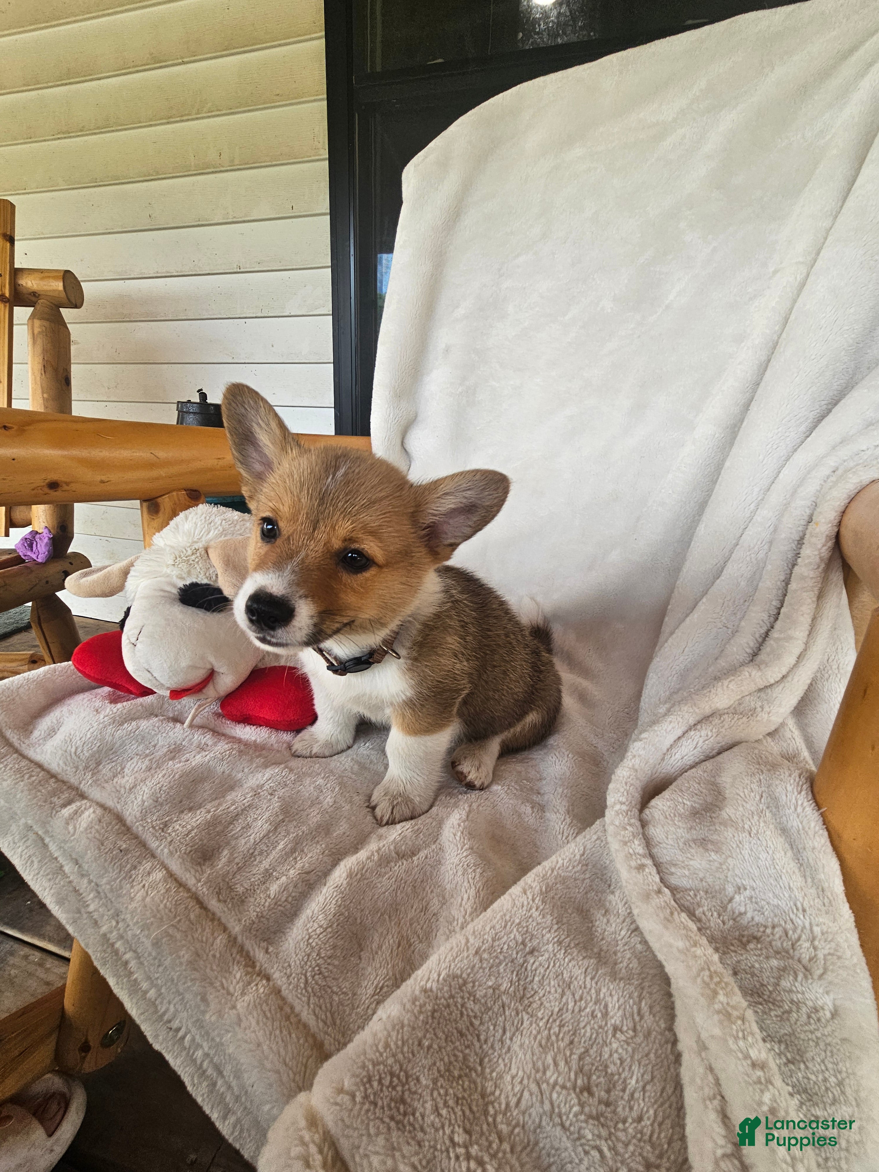Welsh Corgi Pembroke dogs Haymitch - Ad 4