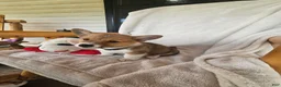 Welsh Corgi Pembroke dogs for sale: Haymitch - Ad 1