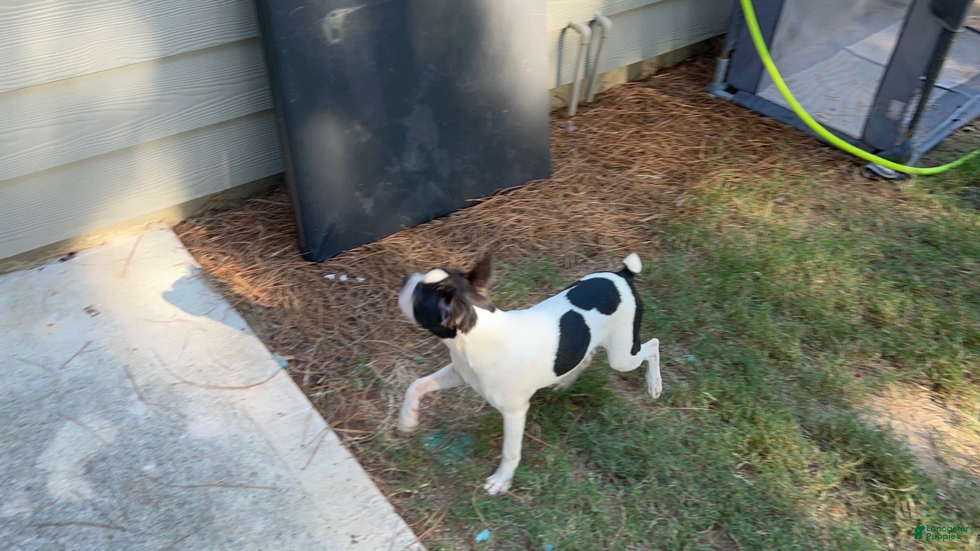 Boston Terrier dogs for sale: Boston Terrier 1 - Ad 10