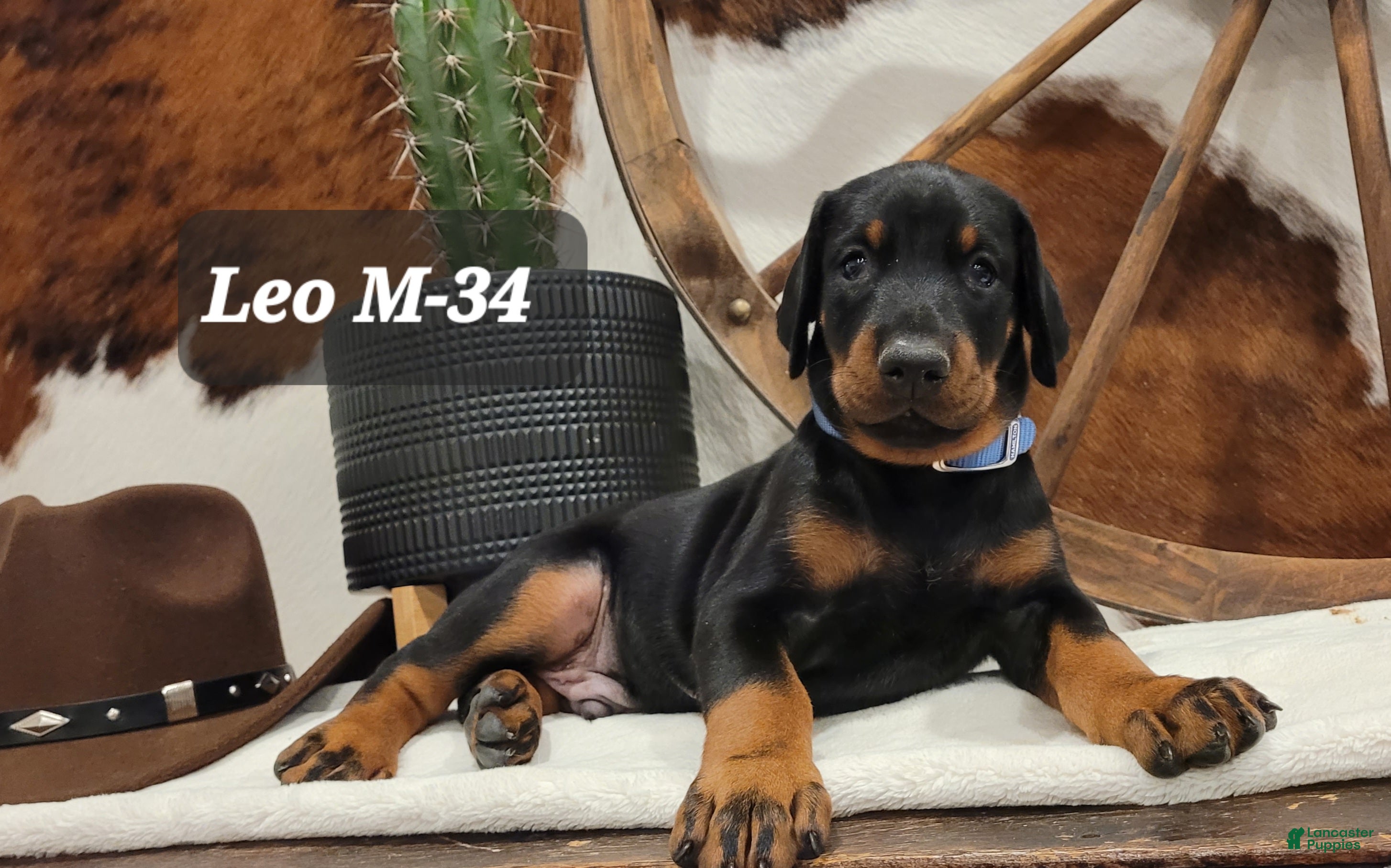 Doberman Pinscher dogs Doberman Pinscher Puppy 4 - Ad 1