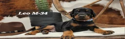 Doberman Pinscher dogs for sale: Doberman Pinscher Puppy 4 - Ad 1