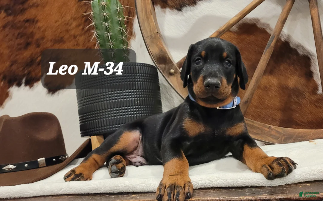 Doberman Pinscher dogs for sale: Doberman Pinscher Puppy 4 - Ad 1