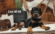 Doberman Pinscher Puppy 4