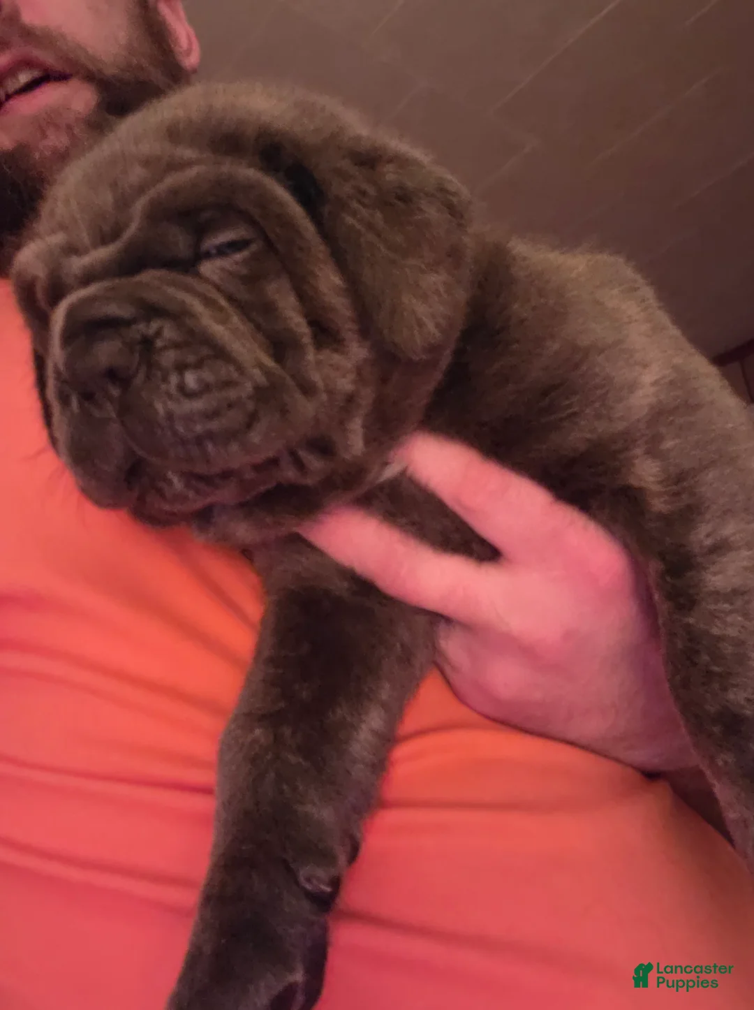 Cane Corso dogs for sale: Cane Corso Puppy 2 - Ad 1