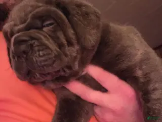 Cane Corso dogs Cane Corso Puppy 2 - Ad 38