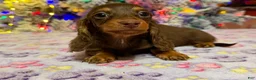 Miniature Dachshund dogs for sale: Ready Xmas eve - Ad 3