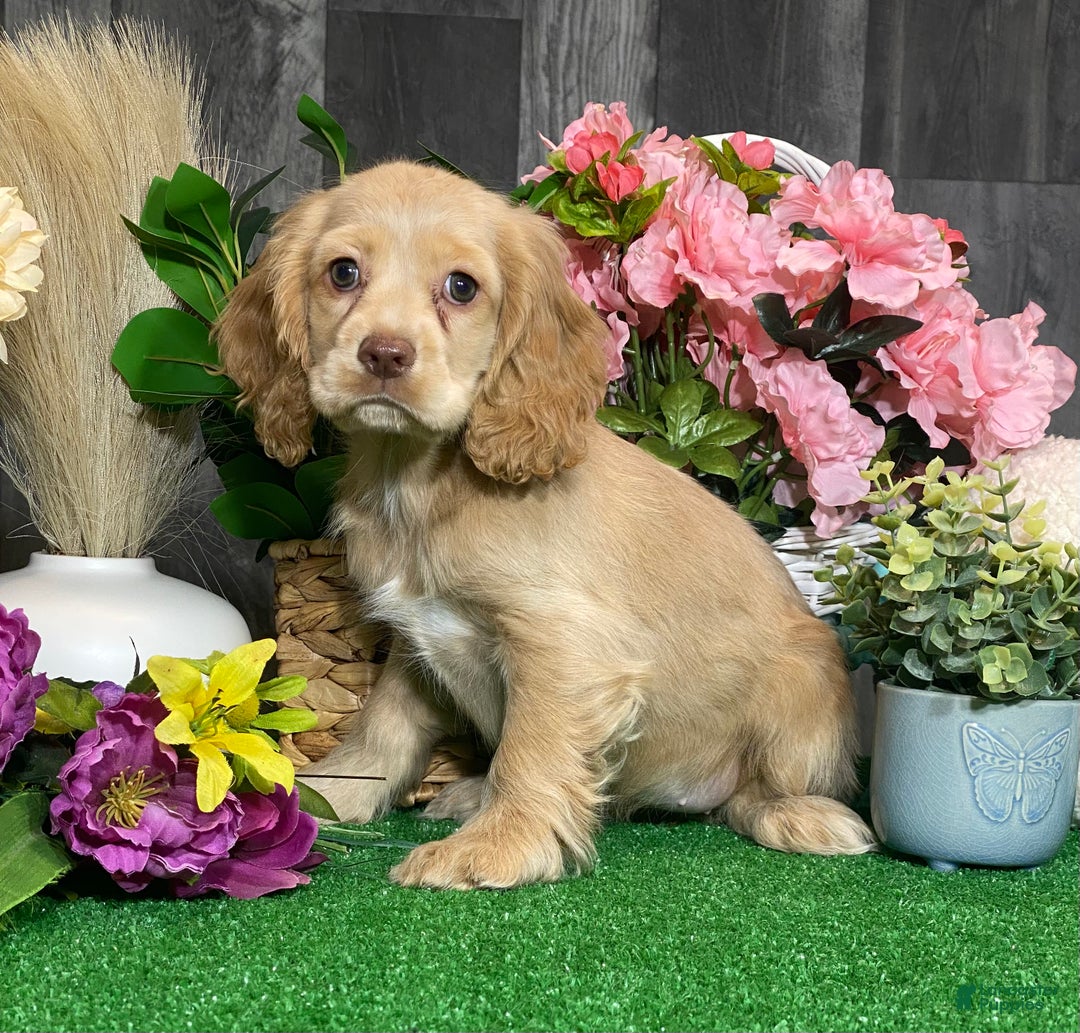 Cocker Spaniel dogs for sale: Tanya - Ad 4