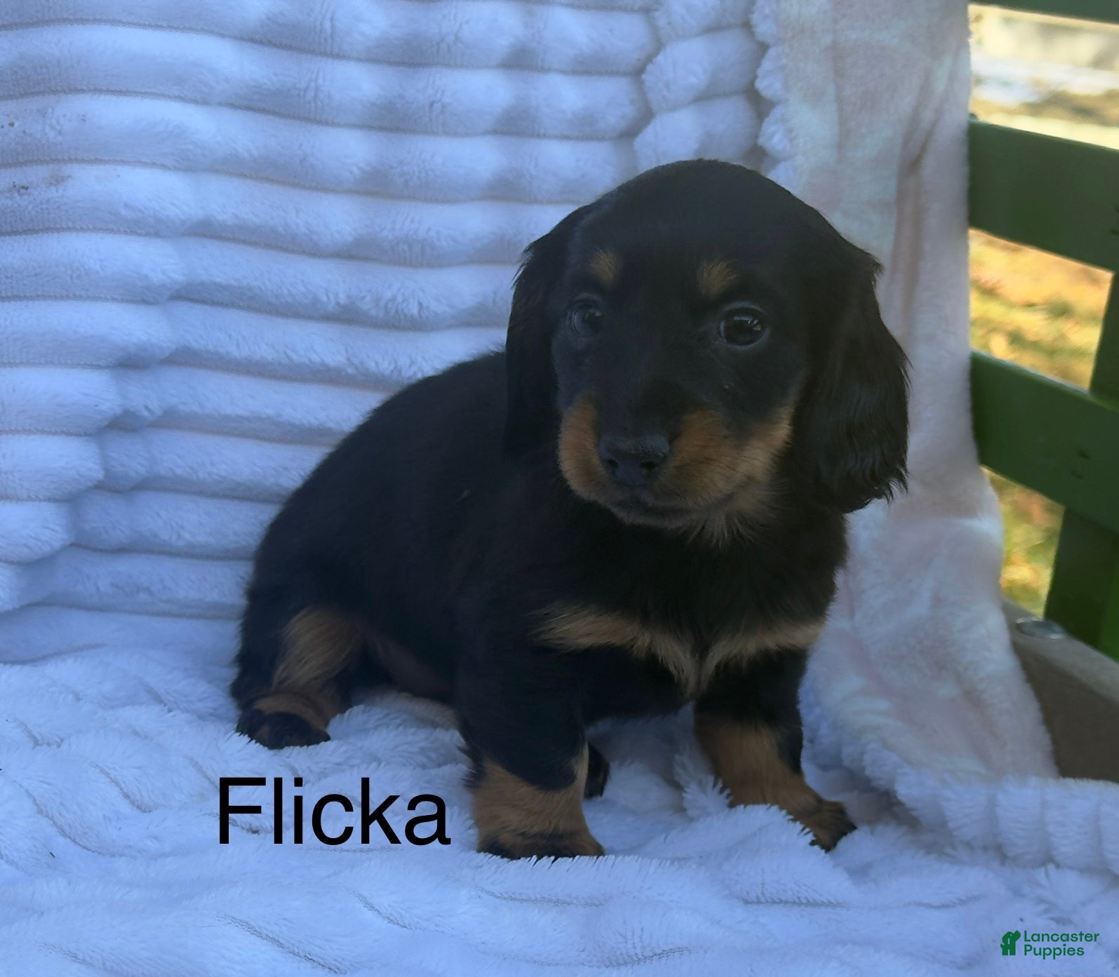 Miniature Dachshund dogs Flicka - Ad 21