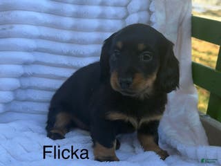 Miniature Dachshund dogs Flicka - Ad 11