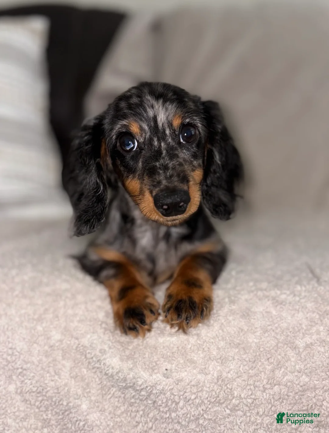 Miniature Dachshund dogs for sale: Theodore(FULL RIGHTS) - Ad 2