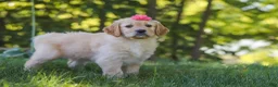 Mixed Breed dogs for sale: Jasmine - Ad 5