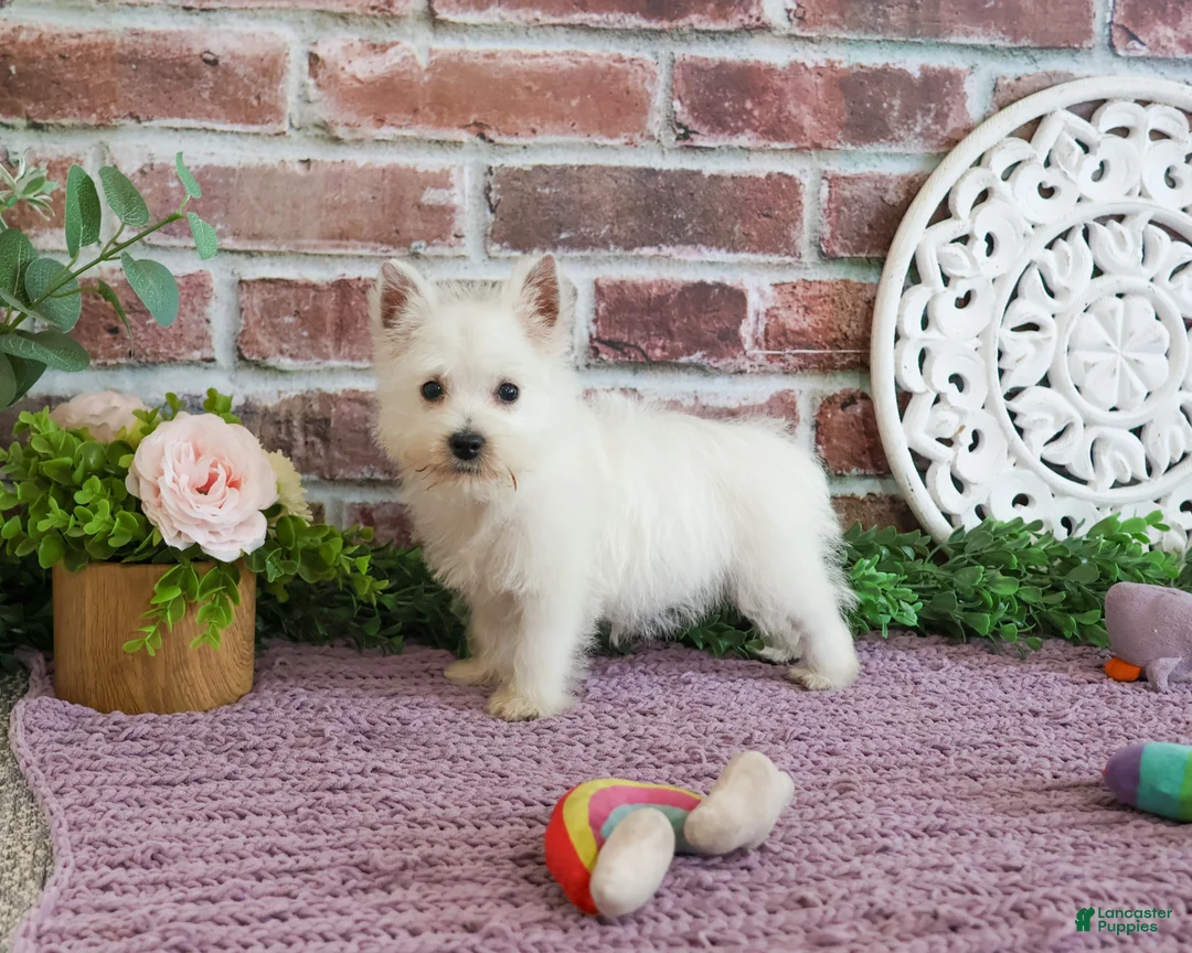 West Highland Terrier dogs for sale: Bonnie - Ad 2