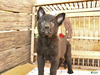 Mixed Breed dogs - Ad 4