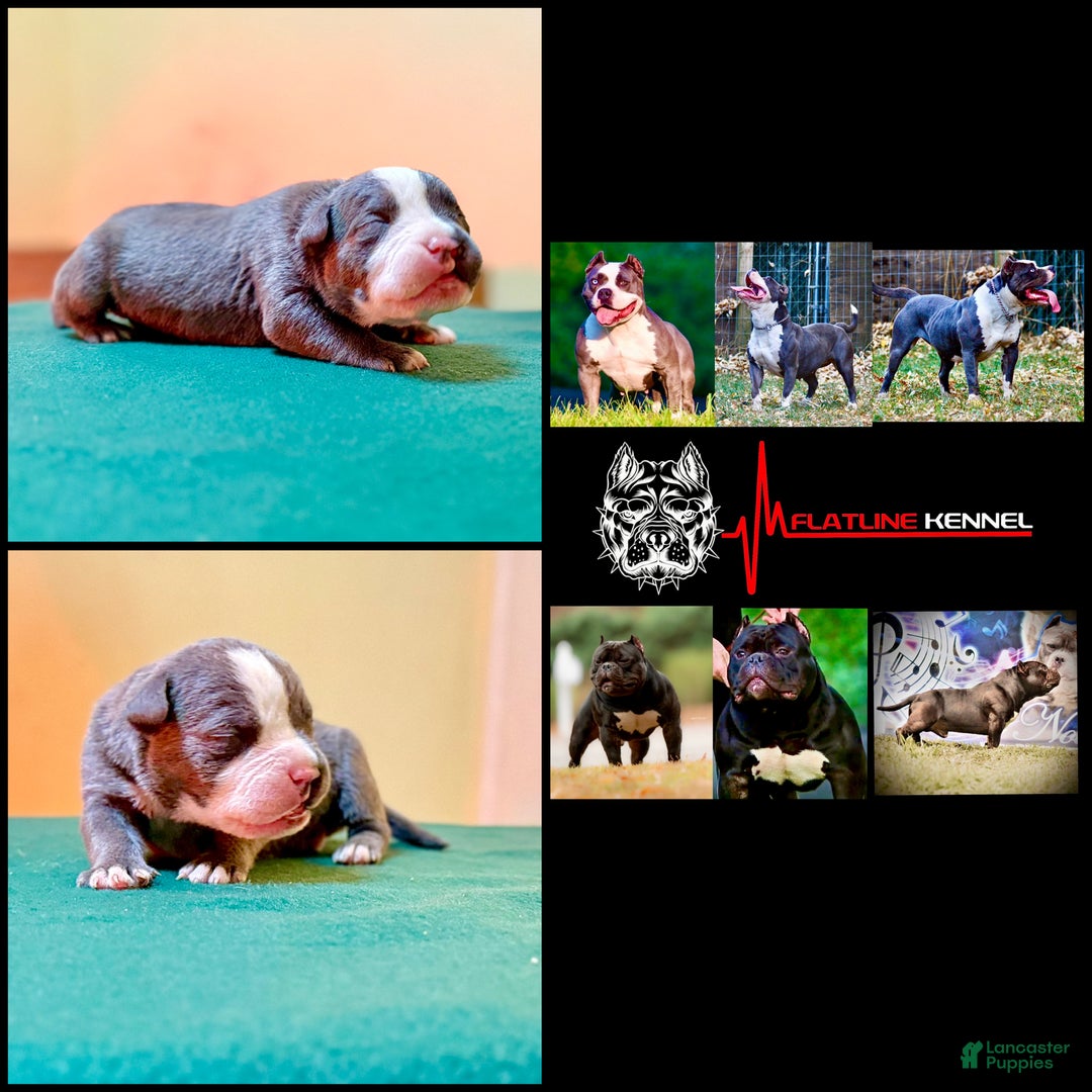 American Bully dogs for sale: American Bully Puppy 1 - Ad 10