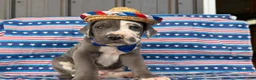 Great Dane dogs for sale: Pringles Great Dane  - Ad 4