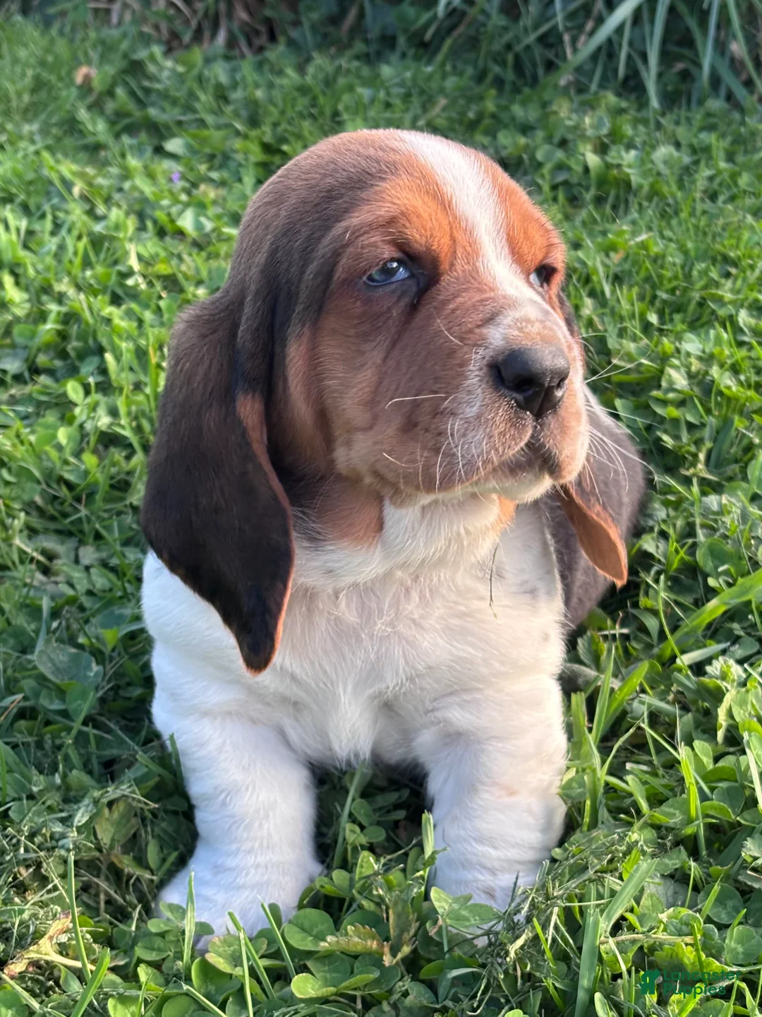 Basset Hound dogs for sale: Chubs - Ad 2