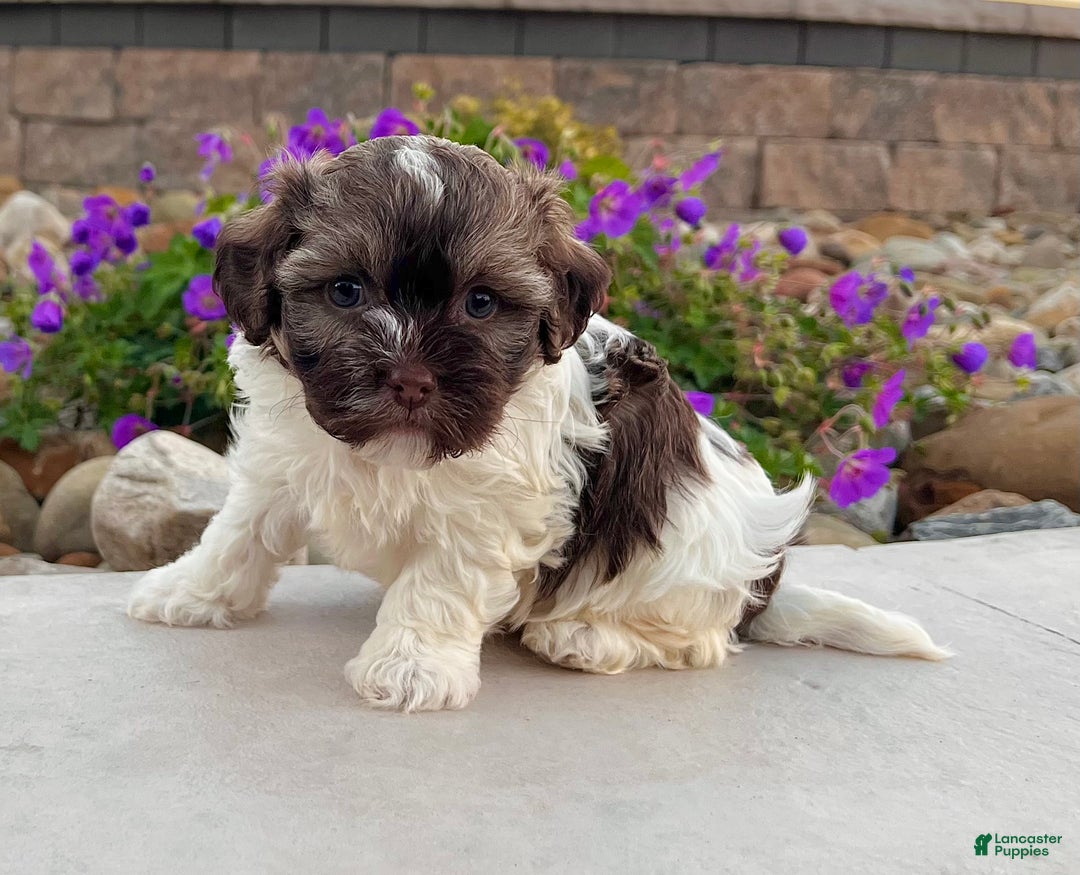 Havanese dogs for sale: Calvin - Ad 5
