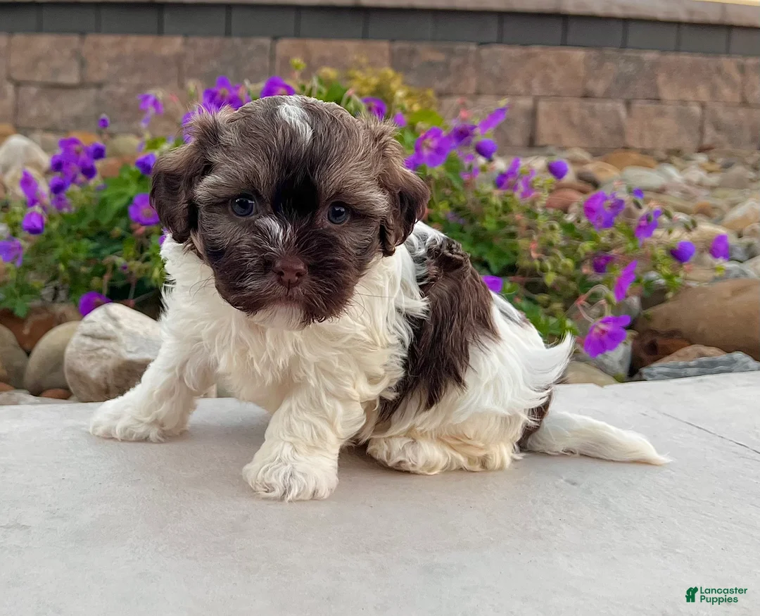 Havanese dogs for sale: Calvin - Ad 5