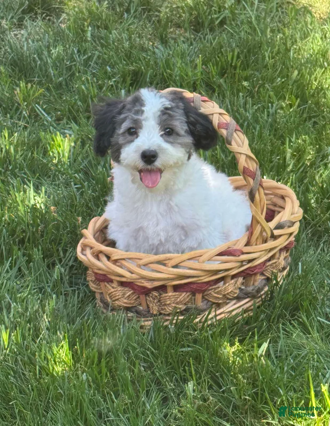 Maltipoo dogs for sale: Maltipoo Puppy 4 - Ad 1