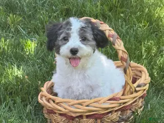 Maltipoo dogs Maltipoo Puppy 4 - Ad 10