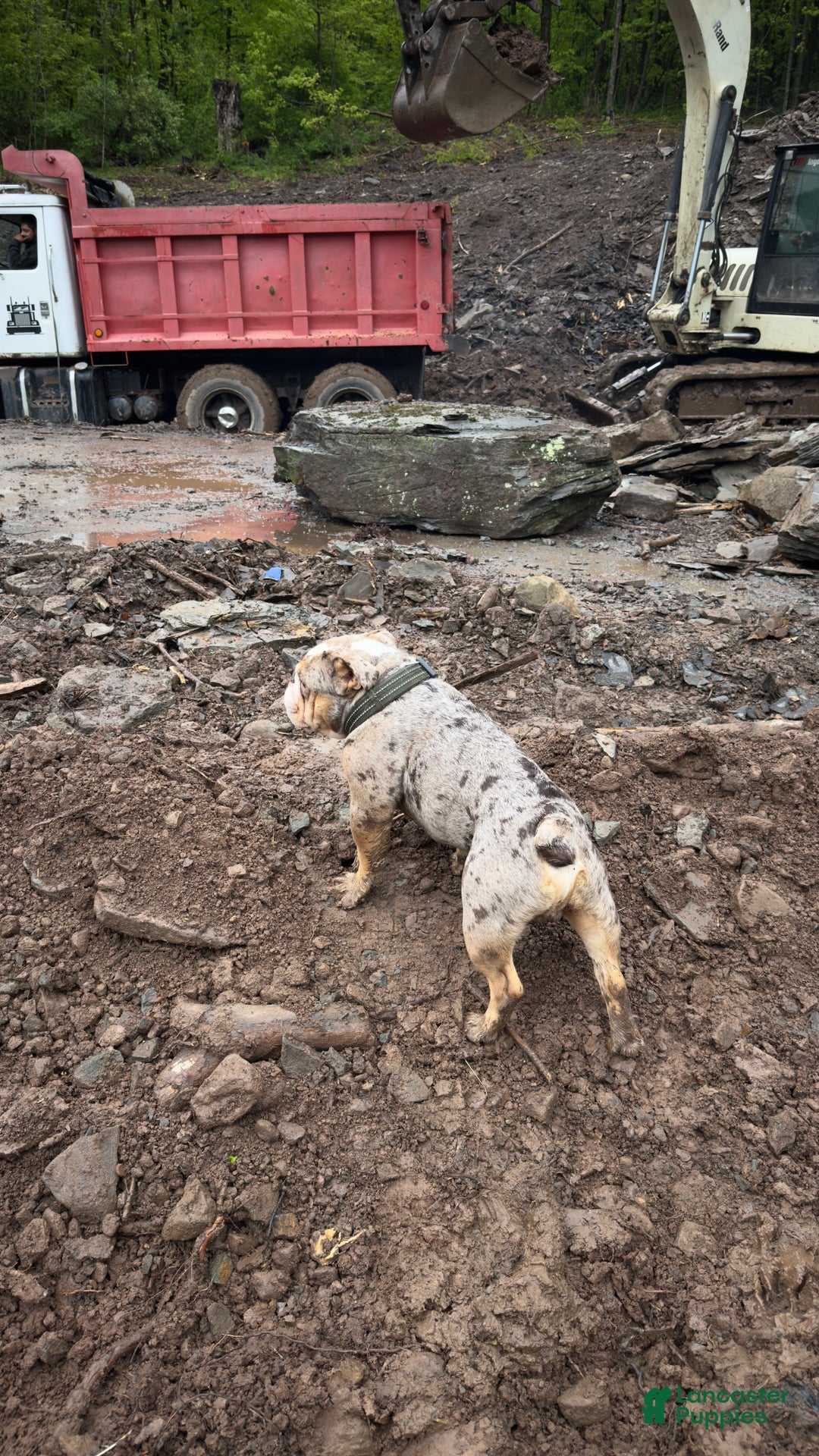 English Bulldog dogs for stud: ENTITLED BULLIES - Ad 6