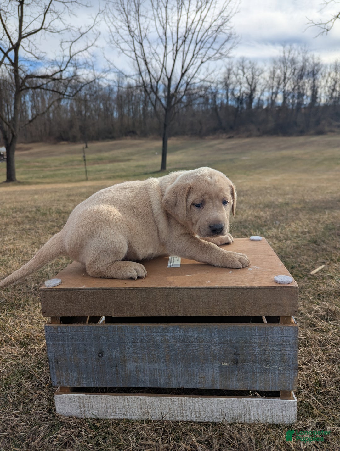 Labrador Retriever dogs for sale: Cooper - Ad 4