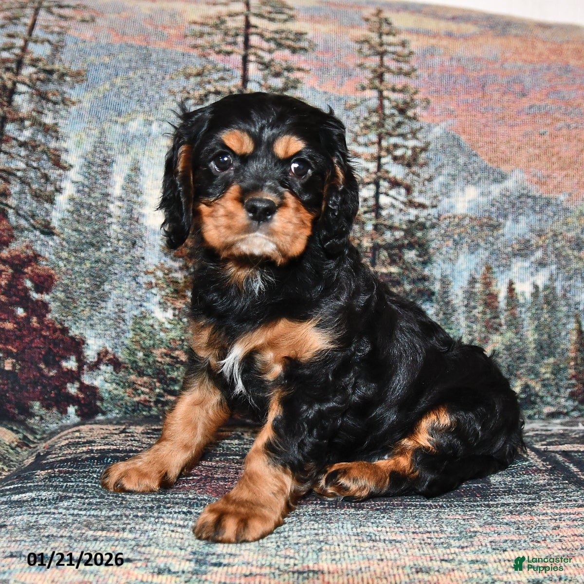 Cavalier King Charles Spaniel dogs for sale: Raven - Ad 3