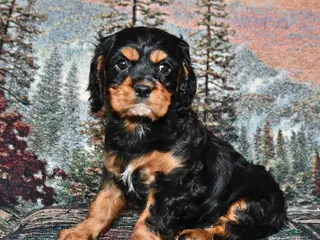 Cavalier King Charles Spaniel dogs Raven - Ad 26