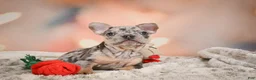 French Bulldog dogs for sale: Abby - Ad 12